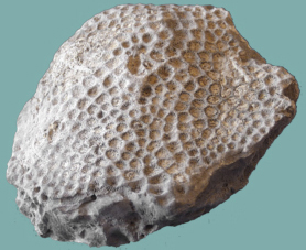 Masywna kolonia koralowca z rodzaju Isastrea
