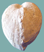 Ośródka małża z rodzaju Pholadomya